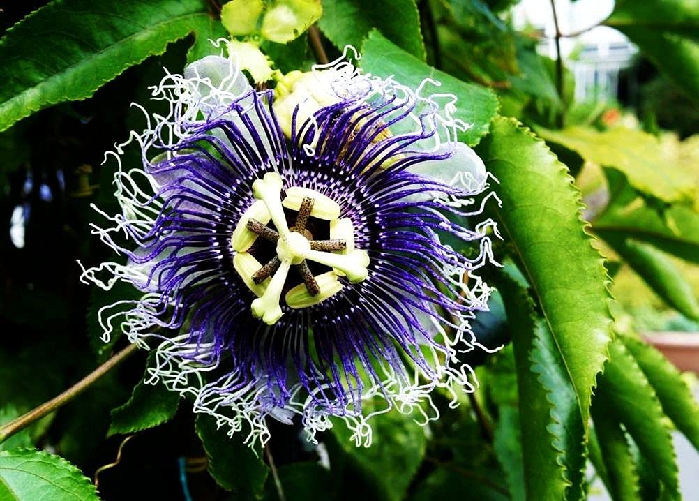 99roadsgarden Passion Flower Seeds Mixed Color 50+ Passion Fruit Seeds - Vine Perennial Flower Seeds