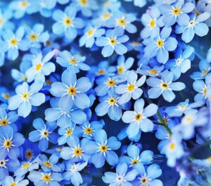 forget me not seeds - 5000 seeds for ground cover for tulips and other bulbs