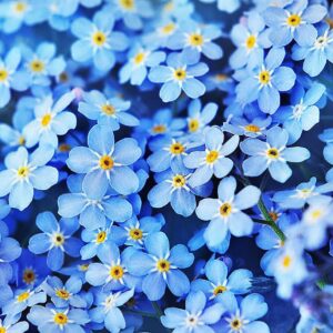 Forget Me Not Seeds - 5000 Seeds for Ground Cover for Tulips and Other Bulbs