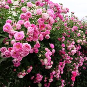 200+ Mix Climbing Rose Seeds for Planting Outdoors Ornamental Climbing Flowers Rosa Bush Vine Climber Long-Blooming