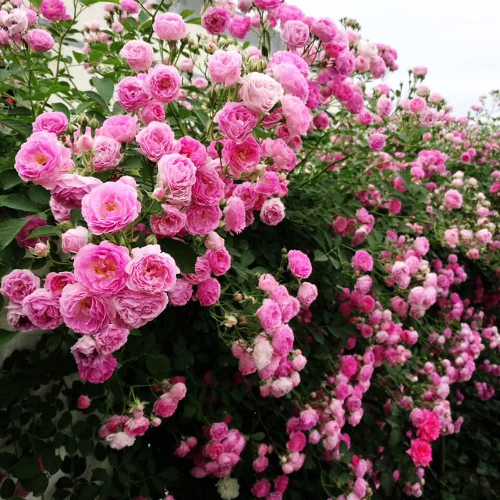 200+ Mix Climbing Rose Seeds for Planting Outdoors Ornamental Climbing Flowers Rosa Bush Vine Climber Long-Blooming