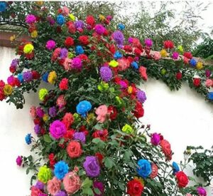 200+ mix climbing rose seeds for planting outdoors ornamental climbing flowers rosa bush vine climber long-blooming