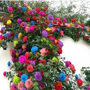 200+ Mix Climbing Rose Seeds for Planting Outdoors Ornamental Climbing Flowers Rosa Bush Vine Climber Long-Blooming