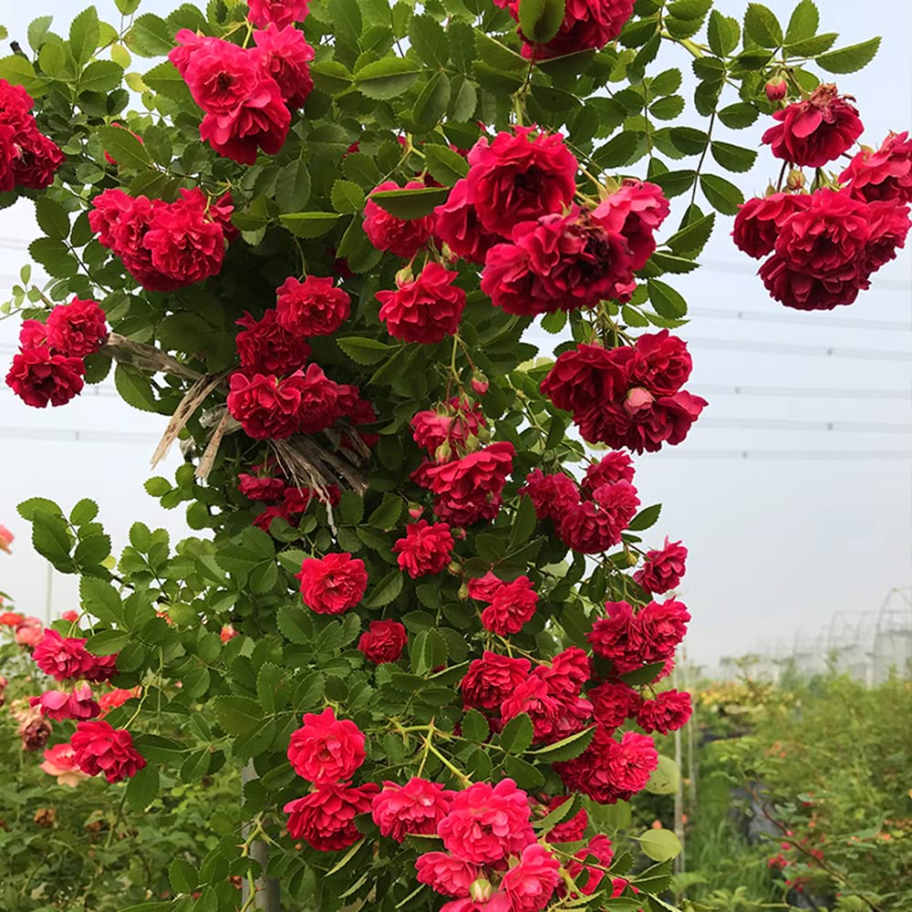 200+ Mix Climbing Rose Seeds for Planting Outdoors Ornamental Climbing Flowers Rosa Bush Vine Climber Long-Blooming