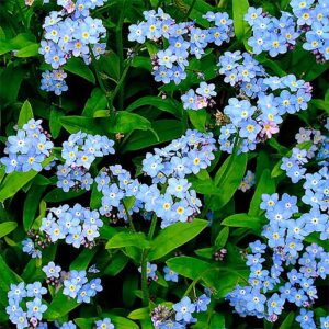 Forget Me Not Seeds - 5000 Seeds for Ground Cover for Tulips and Other Bulbs