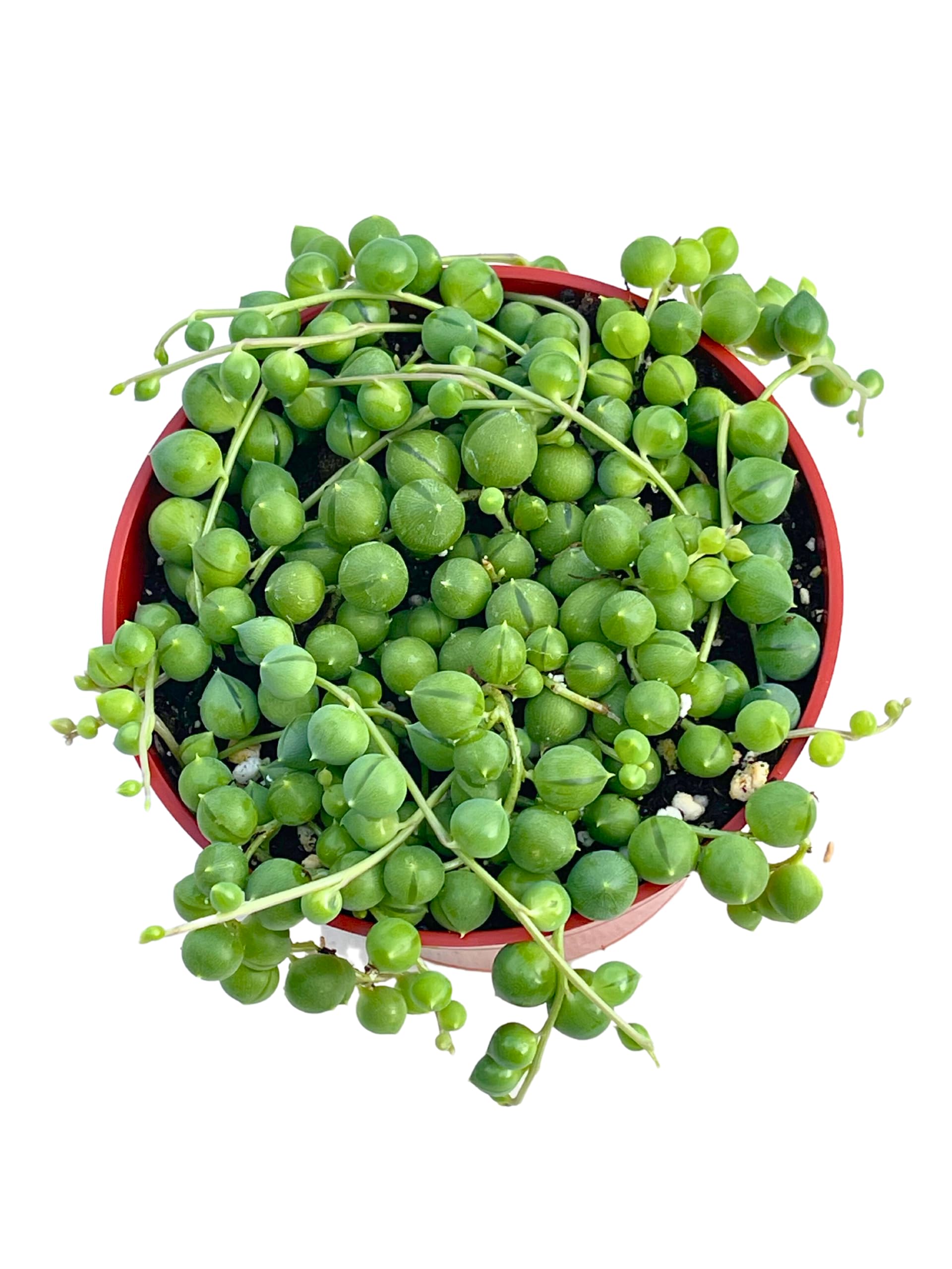 Live Succulent (4" String of Pearls), Succulents Plants Live, Succulent Plants Fully Rooted, Rare House Plant for Home Office Decoration, DIY Projects, Party Favor Gift by The Succulent Cult