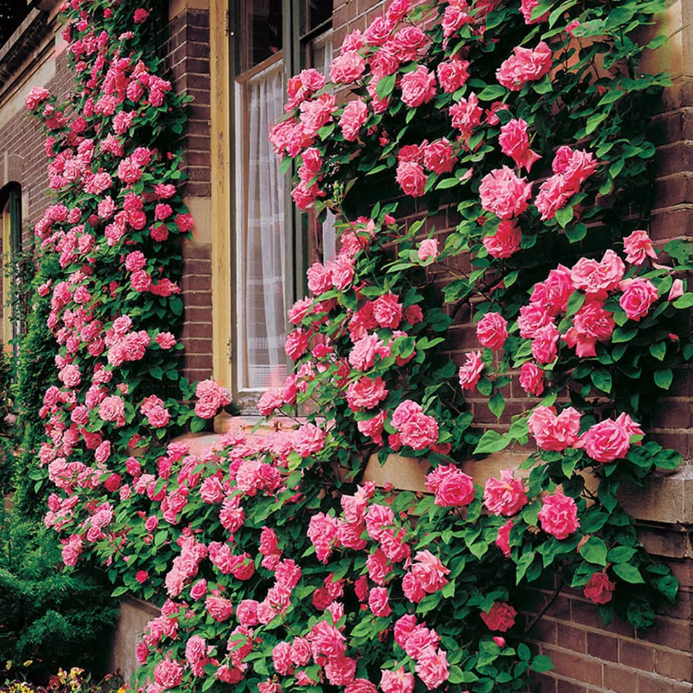 200+ Mix Climbing Rose Seeds for Planting Outdoors Ornamental Climbing Flowers Rosa Bush Vine Climber Long-Blooming