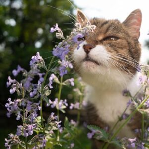 Seed Needs, Catmint Seeds for Cats - 600 Heirloom Seeds for Planting Nepeta mussinii - Perennial Flowering Medicinal Herb Non-GMO & Untreated (1 Pack)