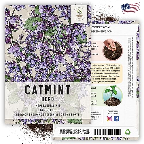 Seed Needs, Catmint Seeds for Cats - 600 Heirloom Seeds for Planting Nepeta mussinii - Perennial Flowering Medicinal Herb Non-GMO & Untreated (1 Pack)