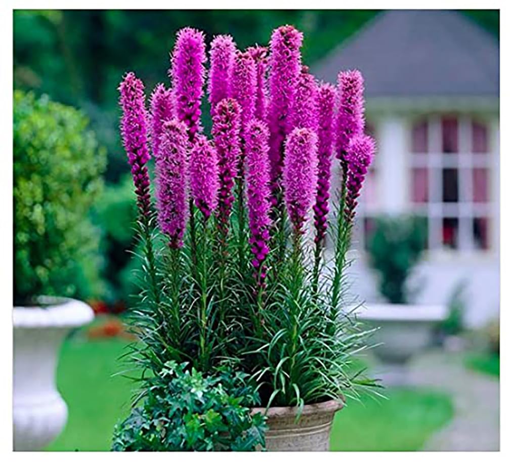 Purple Liatris Spicata - 5 Bulbs, Blazing Star Plant, Vibrant Perennial Liatris, Ideal for Garden Beds, Easy to Grow, Beautiful Vertical Flowers, Perfect for Borders and Landscapes