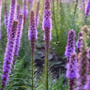 Purple Liatris Spicata - 5 Bulbs, Blazing Star Plant, Vibrant Perennial Liatris, Ideal for Garden Beds, Easy to Grow, Beautiful Vertical Flowers, Perfect for Borders and Landscapes