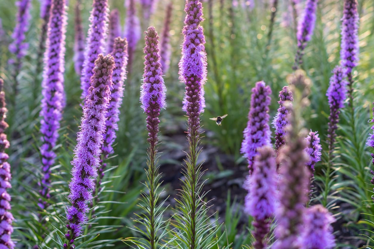 Purple Liatris Spicata - 5 Bulbs, Blazing Star Plant, Vibrant Perennial Liatris, Ideal for Garden Beds, Easy to Grow, Beautiful Vertical Flowers, Perfect for Borders and Landscapes