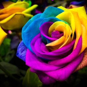 300+ Rare Multi Colorful Rainbow Rose Seeds for Planting Beautiful Rose Potted Plant for Home Garden