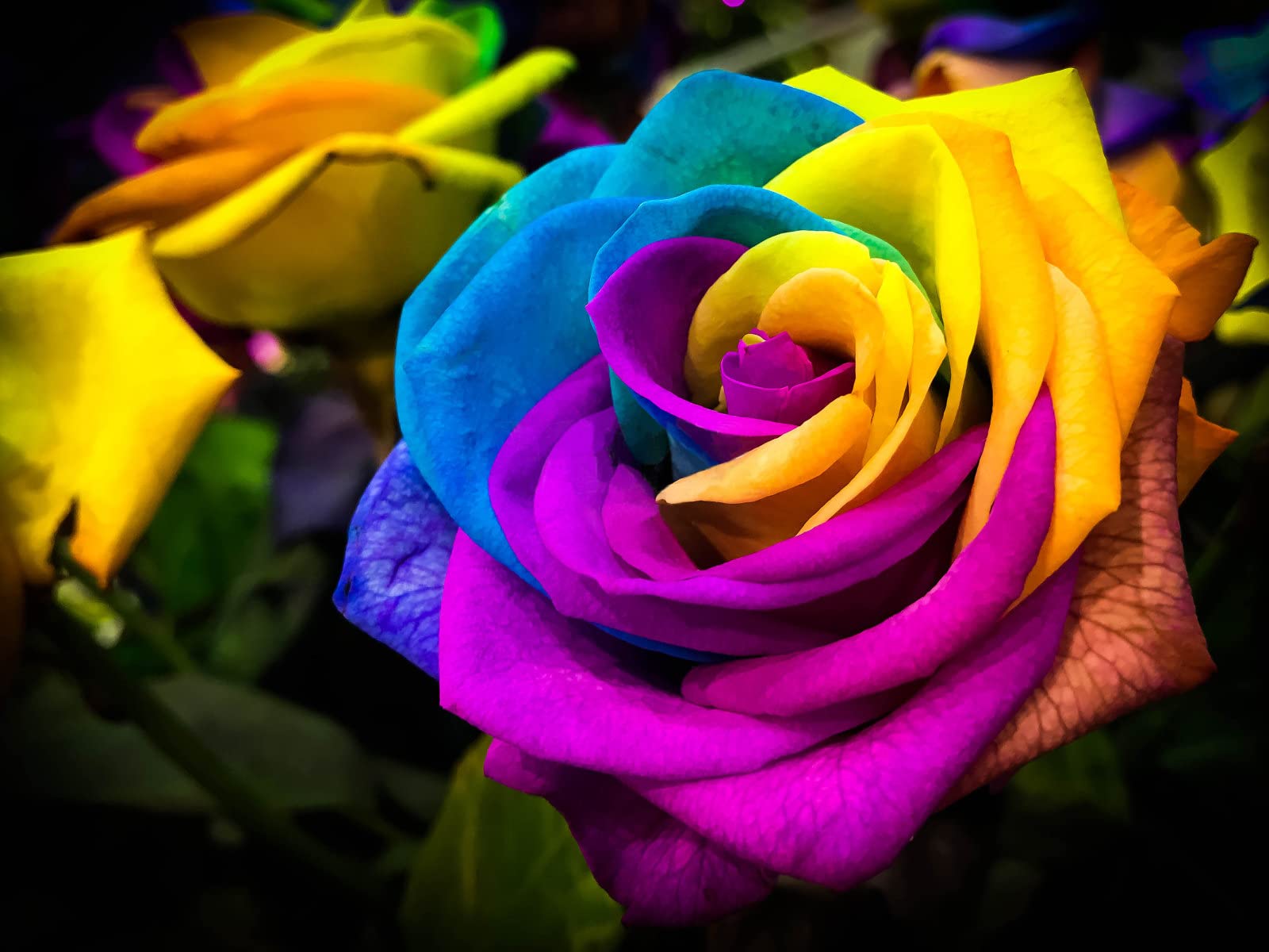 300+ Rare Multi Colorful Rainbow Rose Seeds for Planting Beautiful Rose Potted Plant for Home Garden