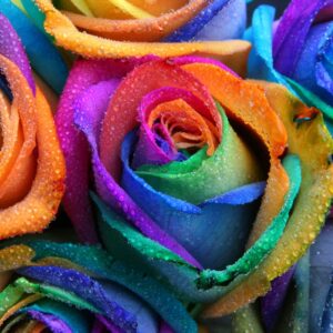 300+ Rare Multi Colorful Rainbow Rose Seeds for Planting Beautiful Rose Potted Plant for Home Garden