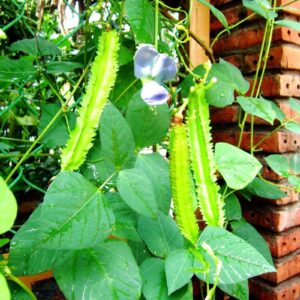 100 Winged Bean Seeds - Đậu Rồng - Aka. Dragon Bean, Four Angled Bean, Cigarillas, Goa Bean, Manila Bean, Princess Bean - Non GMO, Untreated, Heirloom DIY Plant Seedling Garden