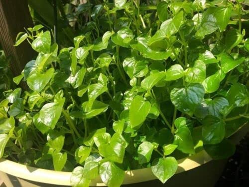 5000 Crab Claw Seeds - Rau Cang Cua - Herb Peperomia Pellucida Pansit Pansitan Shiny Bush | Non GMO | Organic | Heirloom | High Germination Rate