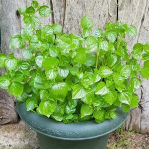 5000 Crab Claw Seeds - Rau Cang Cua - Herb Peperomia Pellucida Pansit Pansitan Shiny Bush | Non GMO | Organic | Heirloom | High Germination Rate