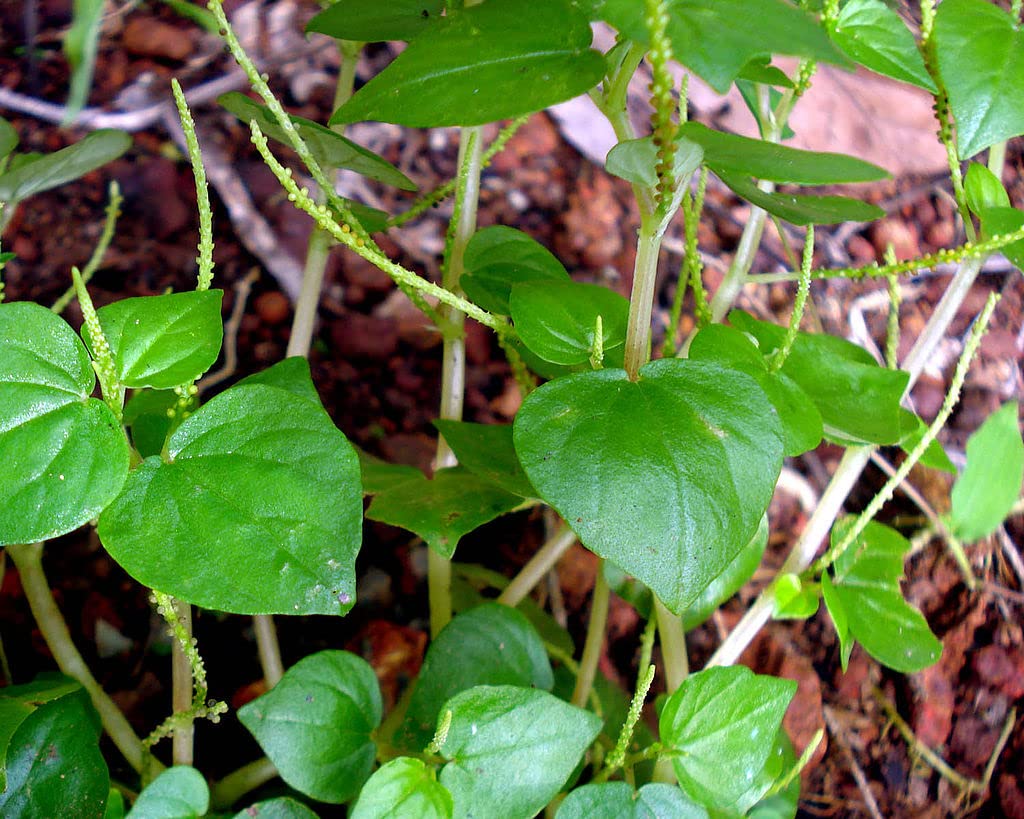 5000 Crab Claw Seeds - Rau Cang Cua - Herb Peperomia Pellucida Pansit Pansitan Shiny Bush | Non GMO | Organic | Heirloom | High Germination Rate