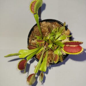 Large Sized Live 'Giant' Venus Flytrap (Fly Trap Carnivorous Plants) Dionaea 3 in pot