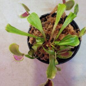 Large Sized Live 'Giant' Venus Flytrap (Fly Trap Carnivorous Plants) Dionaea 3 in pot