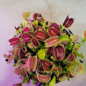 Large Sized Live 'Giant' Venus Flytrap (Fly Trap Carnivorous Plants) Dionaea 3 in pot