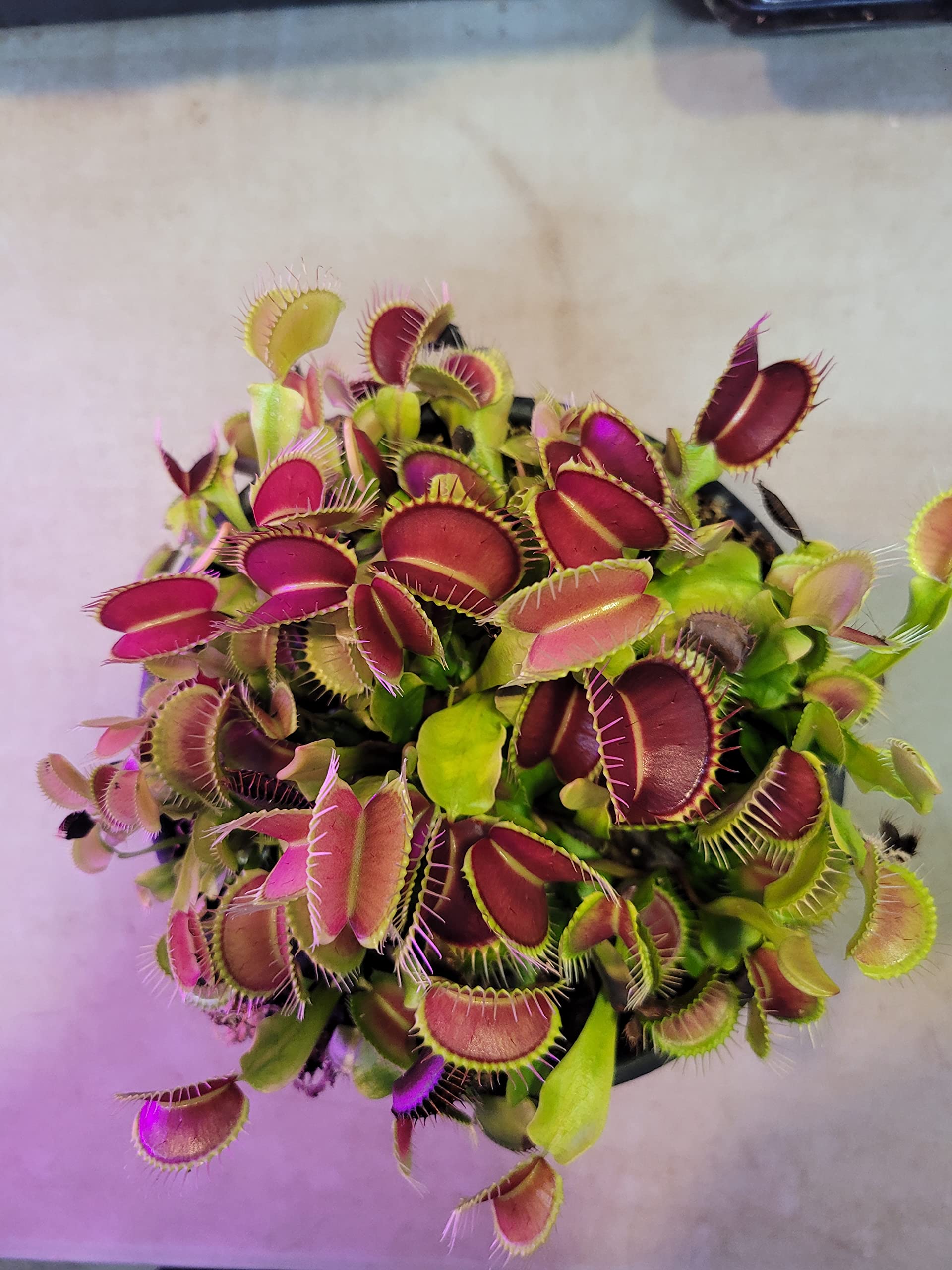 Large Sized Live 'Giant' Venus Flytrap (Fly Trap Carnivorous Plants) Dionaea 3 in pot