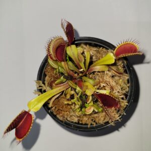 Large Sized Live 'Giant' Venus Flytrap (Fly Trap Carnivorous Plants) Dionaea 3 in pot