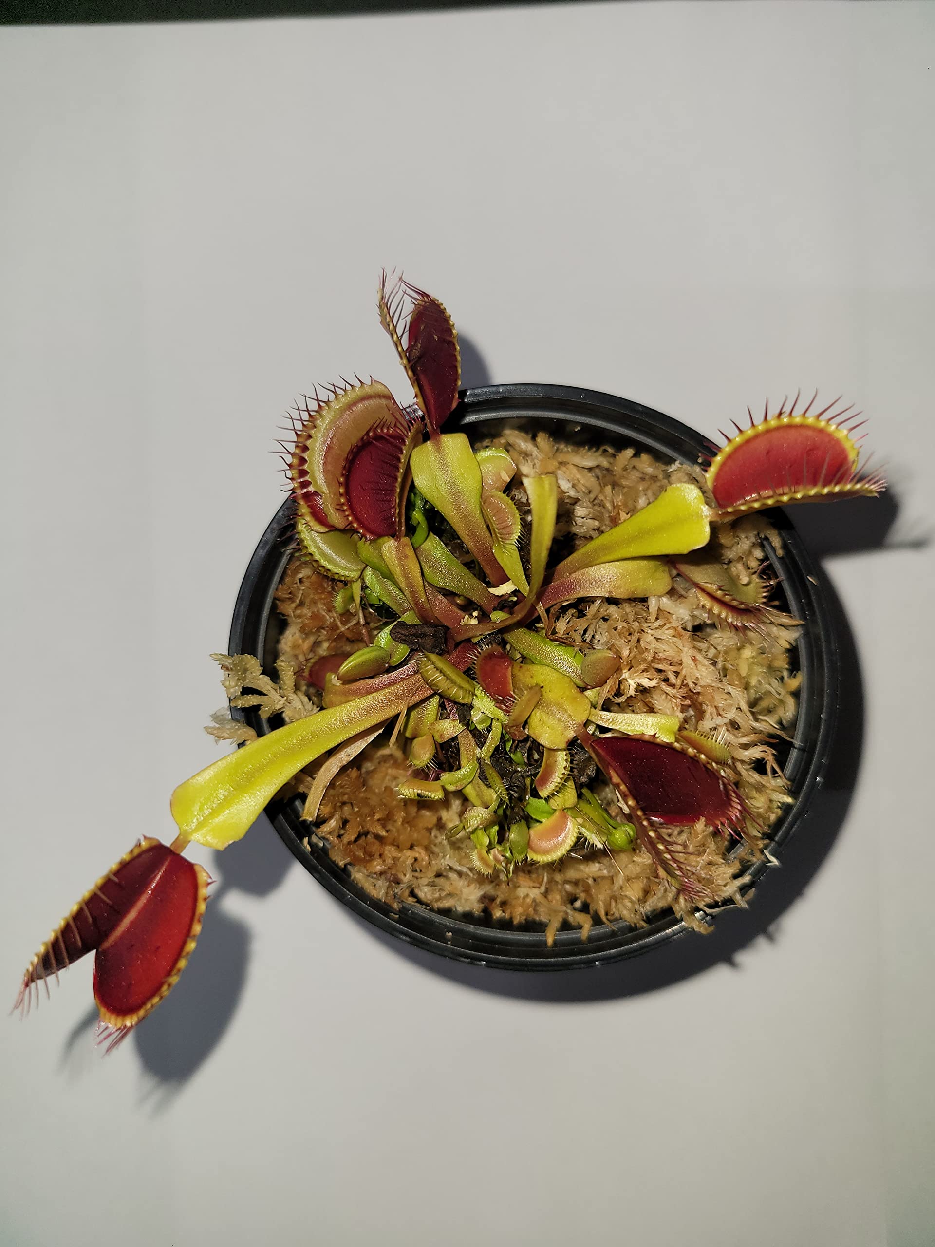 Large Sized Live 'Giant' Venus Flytrap (Fly Trap Carnivorous Plants) Dionaea 3 in pot