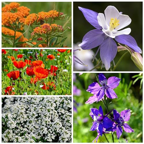 Seed Needs, Package of 15,000+ Hummingbird and Butterfly Garden Wildflower Seed Mixture for Planting (99% Pure Live Seed- NO Filler) 20+ Varieties, Annual Perennial - Bulk