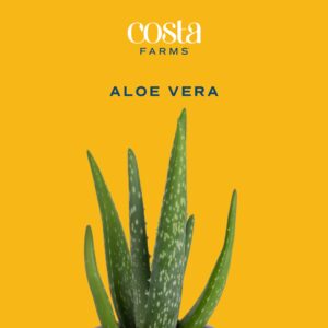 Costa Farms Aloe Vera Plant, Live Succulent, Easy Care Indoor Houseplant in Grower Pot, Room Air Purifier, Tabletop, Office, Desk or Home Décor, Housewarming, Garden Gift, 10-Inches Tall