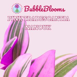 BubbleBlooms Pink Tradescantia Nanouk, Variegated Wandering Jew, Rare 2 inch Tiny Mini Pixie Plant