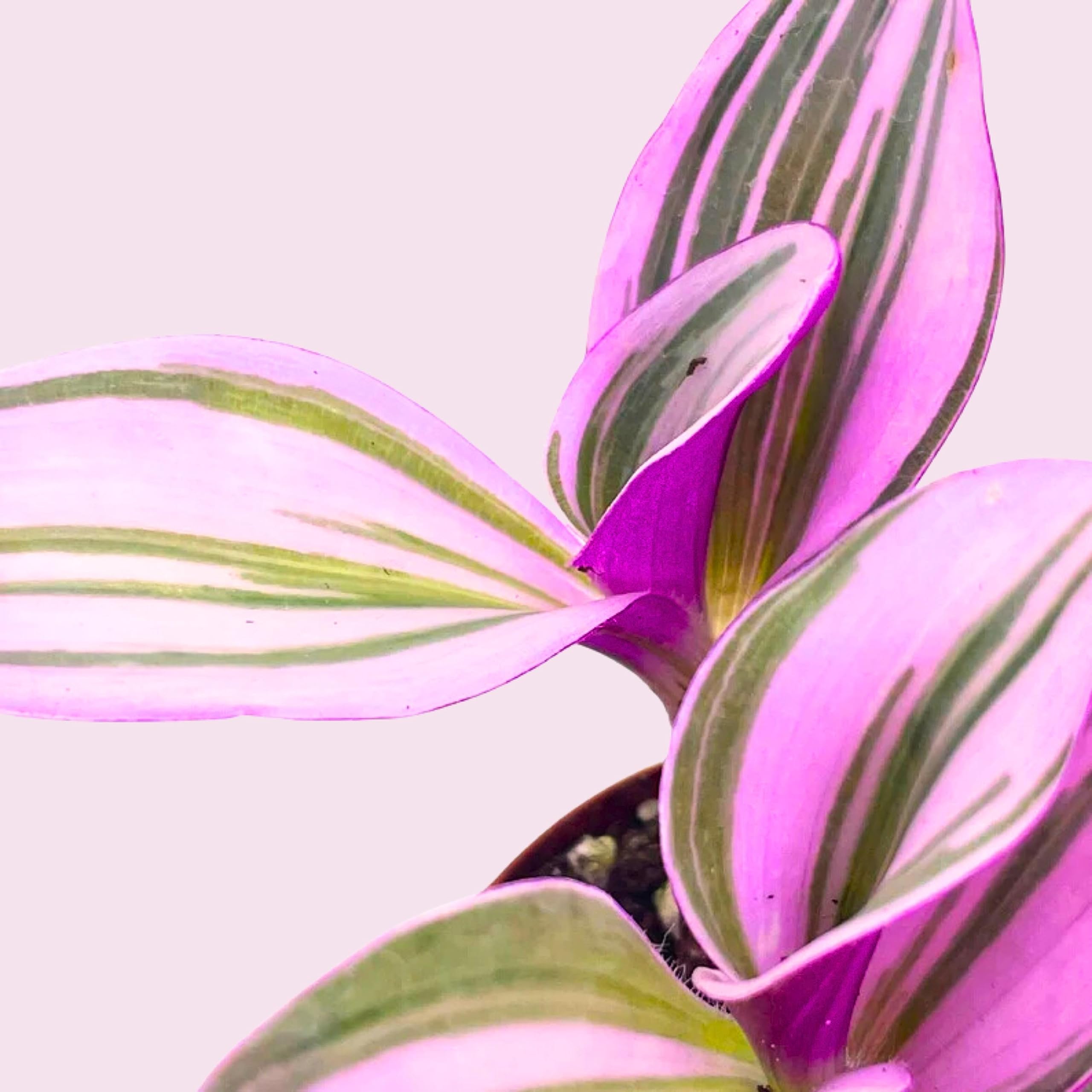 BubbleBlooms Pink Tradescantia Nanouk, Variegated Wandering Jew, Rare 2 inch Tiny Mini Pixie Plant