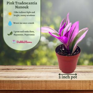 BubbleBlooms Pink Tradescantia Nanouk, Variegated Wandering Jew, Rare 2 inch Tiny Mini Pixie Plant