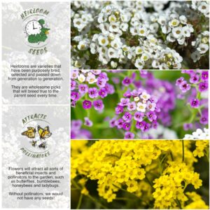 Seed Needs, Heirloom Alyssum Flower Seed Packet Collection Variety Pack (Includes 3 Packs) Basket of Gold, Royal Carpet & Carpet of Snow