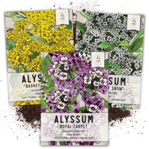 seed needs, heirloom alyssum flower seed packet collection variety pack (includes 3 packs) basket of gold, royal carpet & carpet of snow