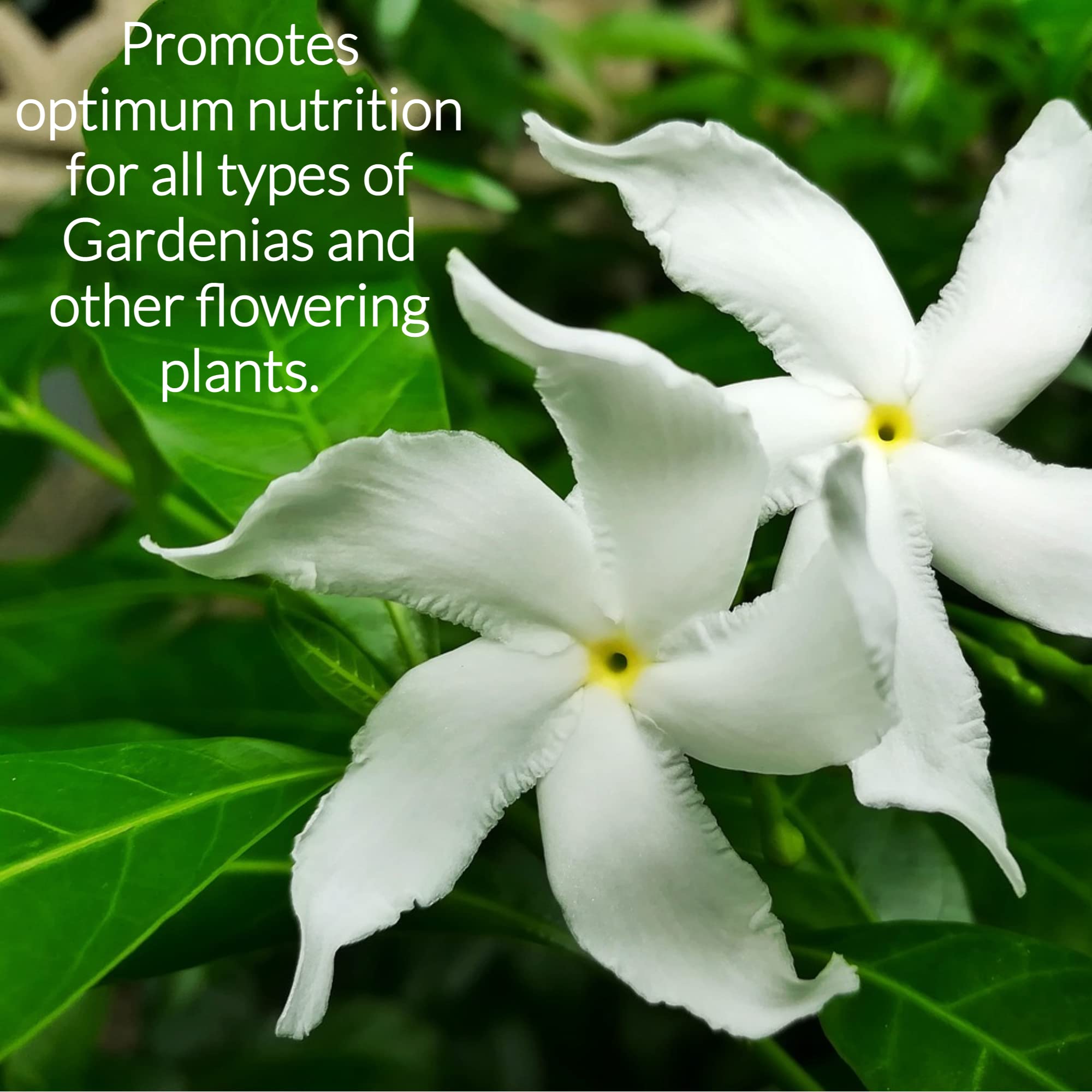 Professional Liquid Gardenia Plant Fertilizer | 3-1-2 Concentrate for Flowering Plants | Multi-Purpose Blend & Gardening Supplies | 8 oz Bottle