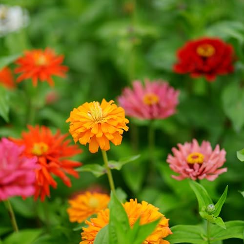 Zinnia Flower Seeds for Planting - Over 2,200 Premium Seeds - Attracts Pollinators - Non GMO