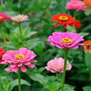 Zinnia Flower Seeds for Planting - Over 2,200 Premium Seeds - Attracts Pollinators - Non GMO