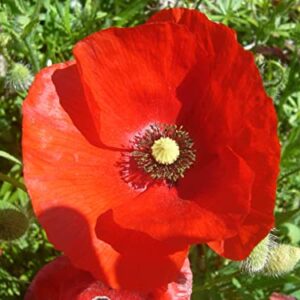 50,000 Flanders Red Corn Poppy Seeds 7 Grams Non GMO Heirloom USA Harvested pollinator bee Butterfly American Legion Poppy. Ornamental Poppy