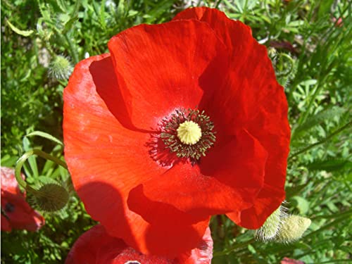 50,000 Flanders Red Corn Poppy Seeds 7 Grams Non GMO Heirloom USA Harvested pollinator bee Butterfly American Legion Poppy. Ornamental Poppy