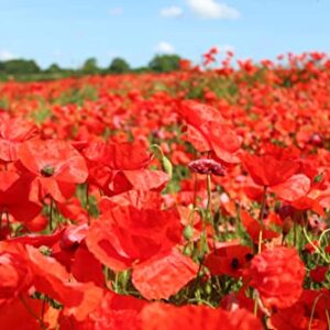 50,000 Flanders Red Corn Poppy Seeds 7 Grams Non GMO Heirloom USA Harvested pollinator bee Butterfly American Legion Poppy. Ornamental Poppy