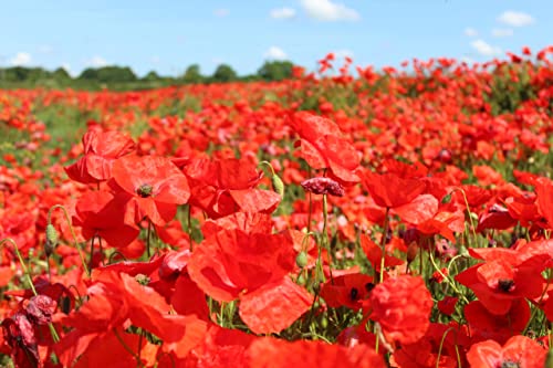 50,000 Flanders Red Corn Poppy Seeds 7 Grams Non GMO Heirloom USA Harvested pollinator bee Butterfly American Legion Poppy. Ornamental Poppy