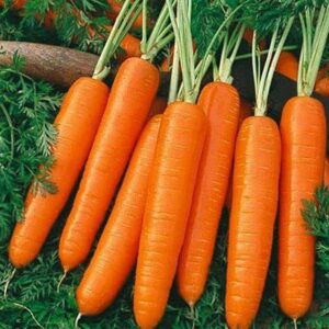 3000 scarlet nantes carrot seeds for planting organic heirloom non-gmo 5+ grams garden vegetable bulk survival