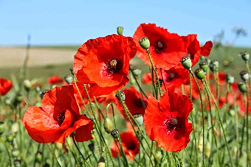 50,000 Flanders Red Corn Poppy Seeds 7 Grams Non GMO Heirloom USA Harvested pollinator bee Butterfly American Legion Poppy. Ornamental Poppy