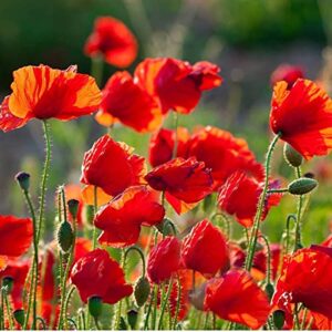 50,000 Flanders Red Corn Poppy Seeds 7 Grams Non GMO Heirloom USA Harvested pollinator bee Butterfly American Legion Poppy. Ornamental Poppy