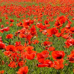 50,000 Flanders Red Corn Poppy Seeds 7 Grams Non GMO Heirloom USA Harvested pollinator bee Butterfly American Legion Poppy. Ornamental Poppy