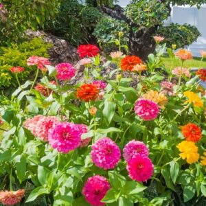 Zinnia Flower Seeds for Planting - Over 2,200 Premium Seeds - Attracts Pollinators - Non GMO