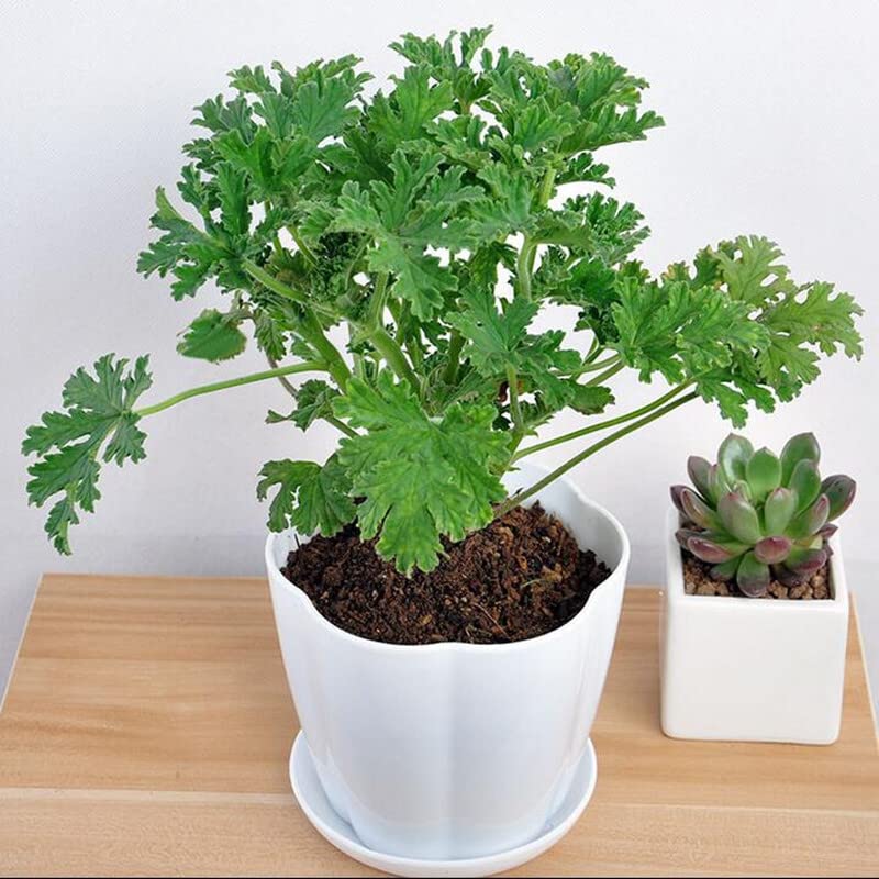 1000+ Citronella Plant Seeds for Planting Mosquito Plant Seeds Outdoor Non-GMO Heirloom Citronella Keeps Mosquitoes and pests Away