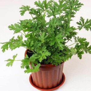 1000+ Citronella Plant Seeds for Planting Mosquito Plant Seeds Outdoor Non-GMO Heirloom Citronella Keeps Mosquitoes and pests Away